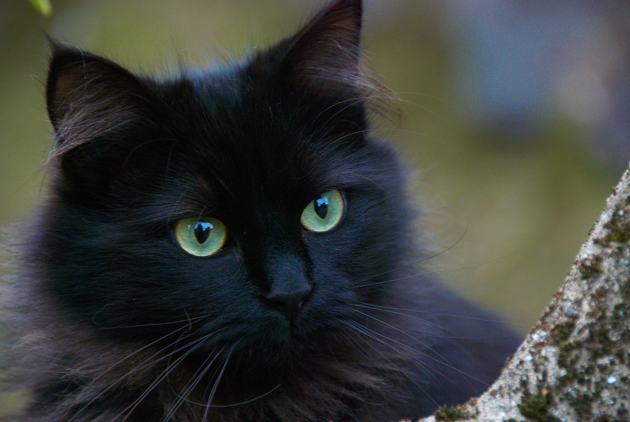 black cat, cats, portrait of cat-375866.jpg