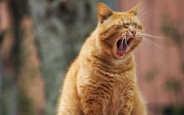 cat, pet, yawn-4218424.jpg