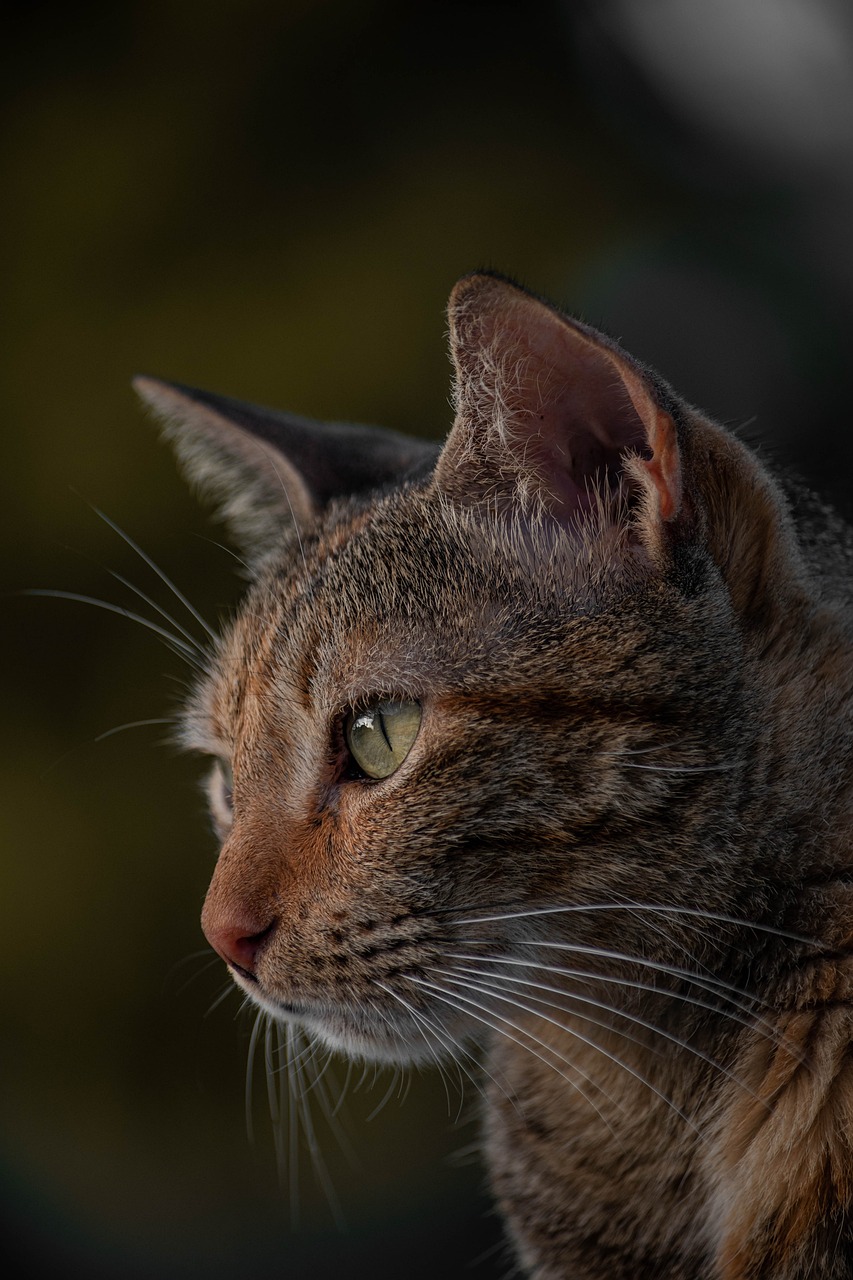 cat, tabby, pet-5605615.jpg